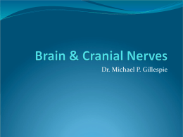 Brain_And_Cranial_Nerves