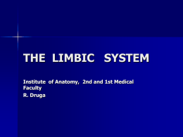 CNS - Limbický systém