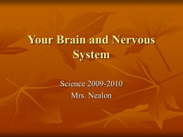 Your Brain and Nervous System