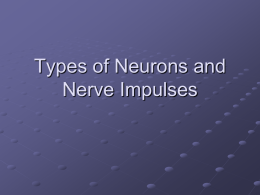 Types of Neurons and Nerve Impulses