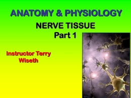 Nerve Tissue Part 1