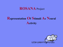 Representation Of Stimuli As Neural Activity - What is Neuro