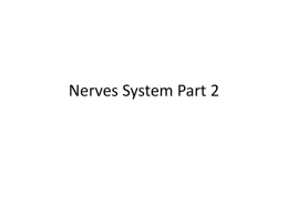 Nerves system 2