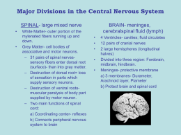 Major Divisions in the Central Nervous System