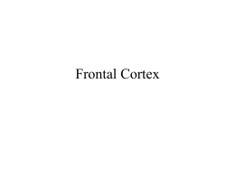 Divisions of the Frontal Cortex