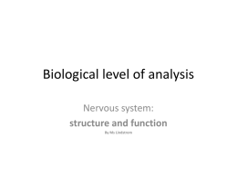 The neuron - Ms Lindstrom`s Blog