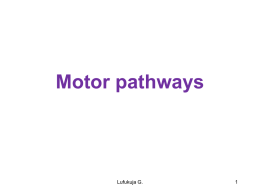 Motor pathways