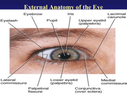 External Anatomy of the Eye