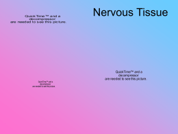 Nervous Tissue - NHSAdvancedBiology