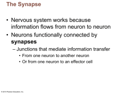 Nervous system power point # 3
