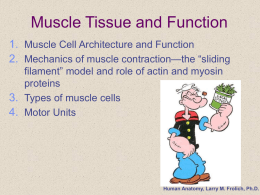 MuscleTissueFunction