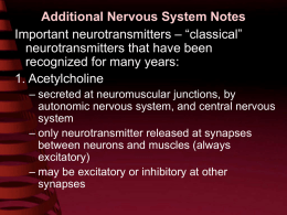 Additional Nervous System Notes