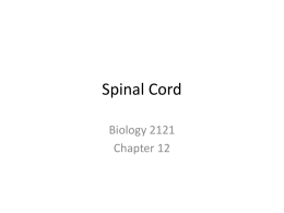 CNS - Spinal Cord