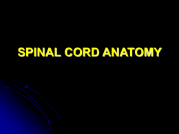 Neuro 03 Spinal Cord Student