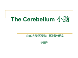 Gross Appearance of Cerebellum