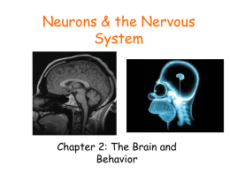 Neurons & Neurotransmitters