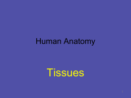 histology / tissue level of organization