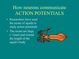 How neurons communicate ACTION POTENTIALS