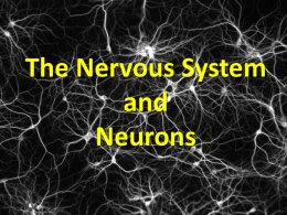 The Nervous System and Neurons