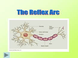 The Reflex Arc
