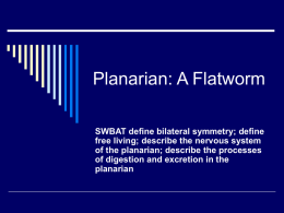 Planarian: A Flatworm