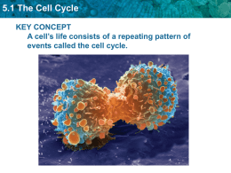 5.1 The Cell Cycle