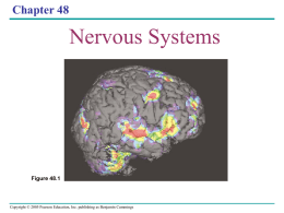 Ch 48 Nervous System
