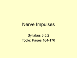 Nerve_impulses