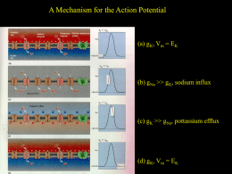 The Action potential