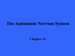 The Peripheral Nervous System and Reflex Activity