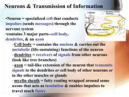 Neurons & Transmission of Information