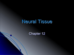 Neural Tissue - Decker