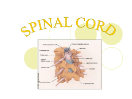 Spinal cord - OCPS TeacherPress