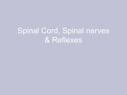 Spinal cord & reflexes