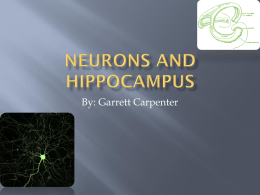 Hippocampus+and+Neurons+Final+Draft