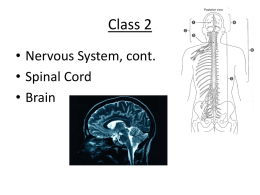 System, Spinal Cord - Balance Massage Therapy