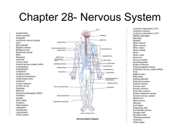 Chapter 28- Nervous System