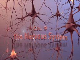 nerve impulse