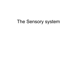 The Sensory system