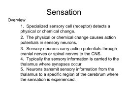 semicircular canals