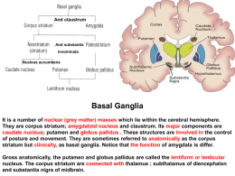 17-Basal ganglion