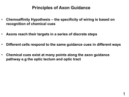 How are axons guided to their targets?
