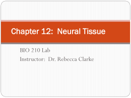Chapter 12: Neural Tissue