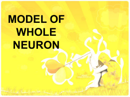 MODEL OF WHOLE NEURON