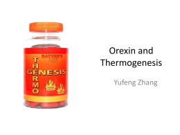 Orexin and Thermogenesis