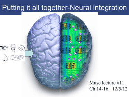 Lecture #11 Brain and processing