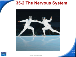 35-2 The Nervous System