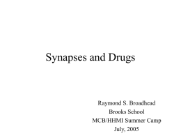 Synapses and Drugs - Harvard Life Sciences Outreach Program