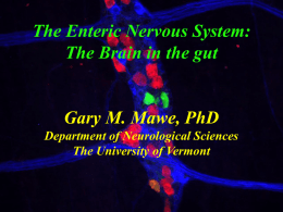 Gary Mawe.The Enteric Nervous System-revised for