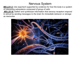 Nervous System Notes